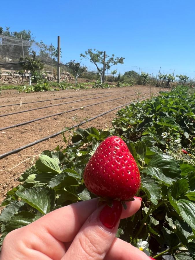 Loceri Agriturismo Su Barraccu מראה חיצוני תמונה