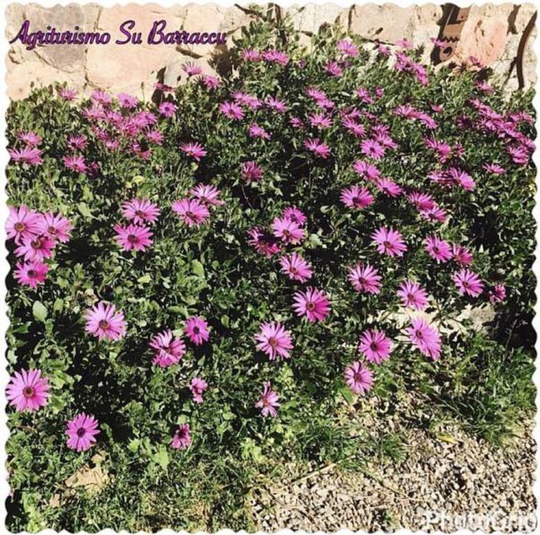 Loceri Agriturismo Su Barraccu מראה חיצוני תמונה