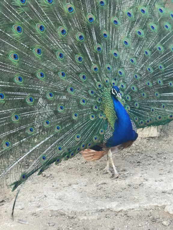 Loceri Agriturismo Su Barraccu מראה חיצוני תמונה